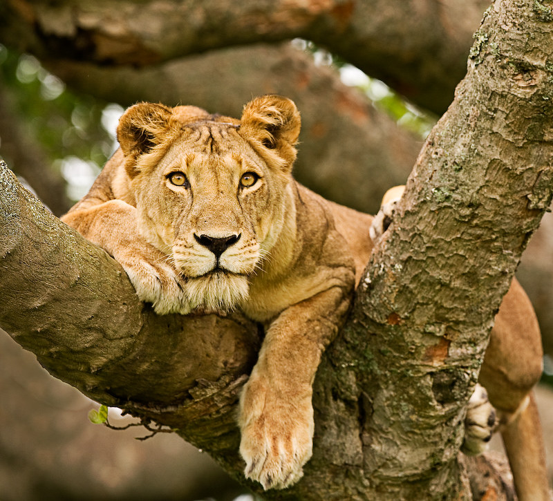 uganda safari lions