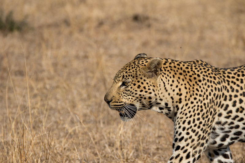 leopard, big five animals African safari