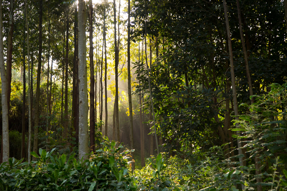 Kibale Forest National Park Uganda