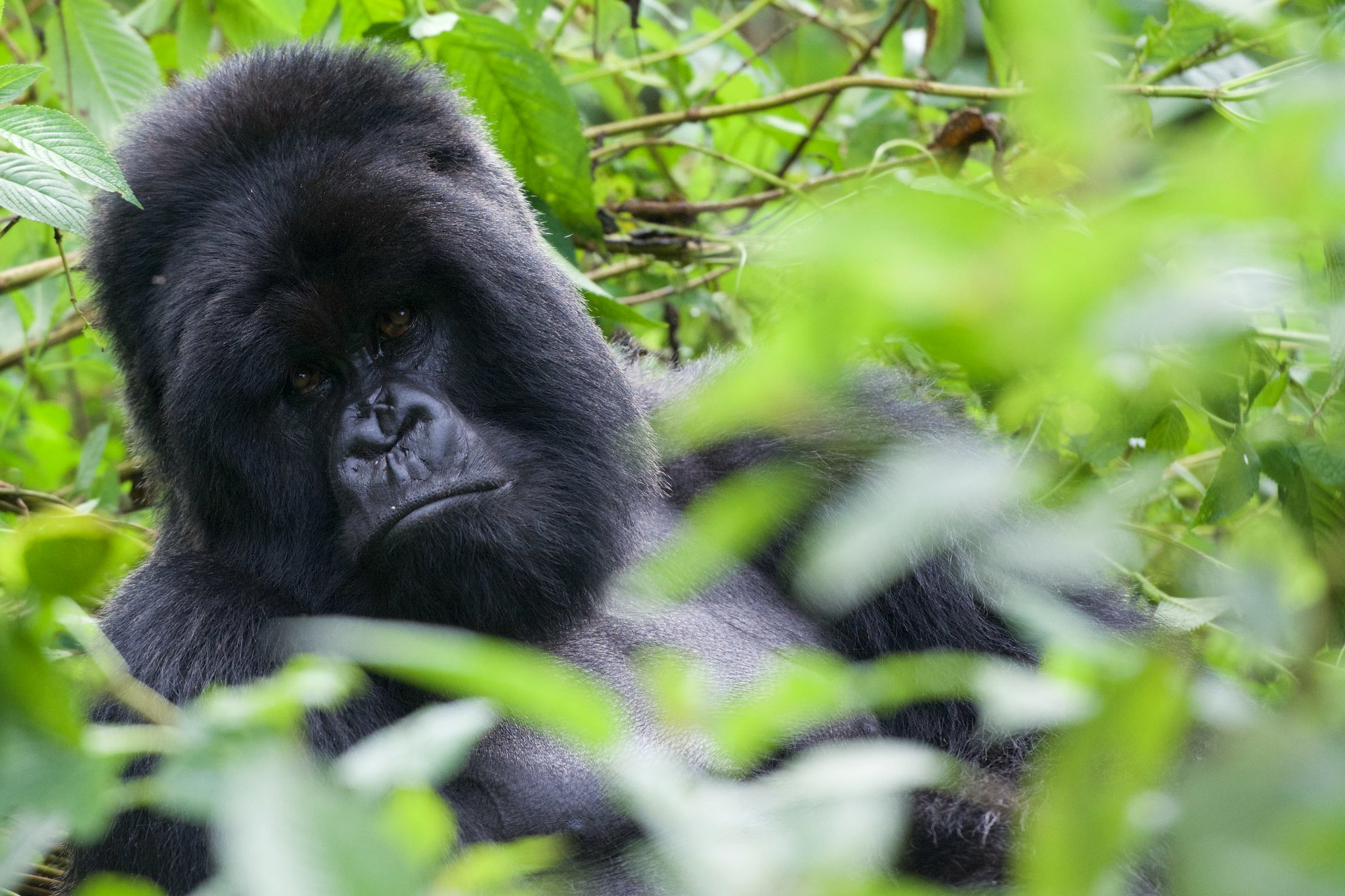 3 day Gorilla Trekking Rwanda