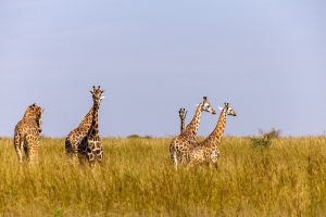 10 Days Visit Rwanda Safari Tour