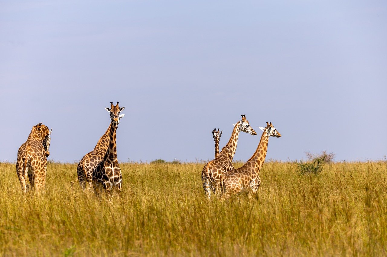 rwanda safari tour
