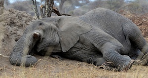 Elephant-killed