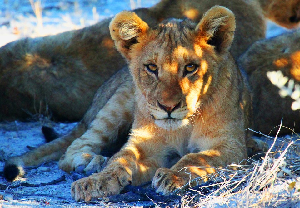 etosha lion safari