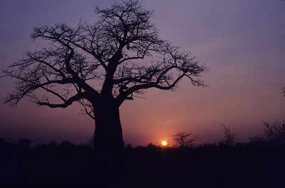 botswana baobab