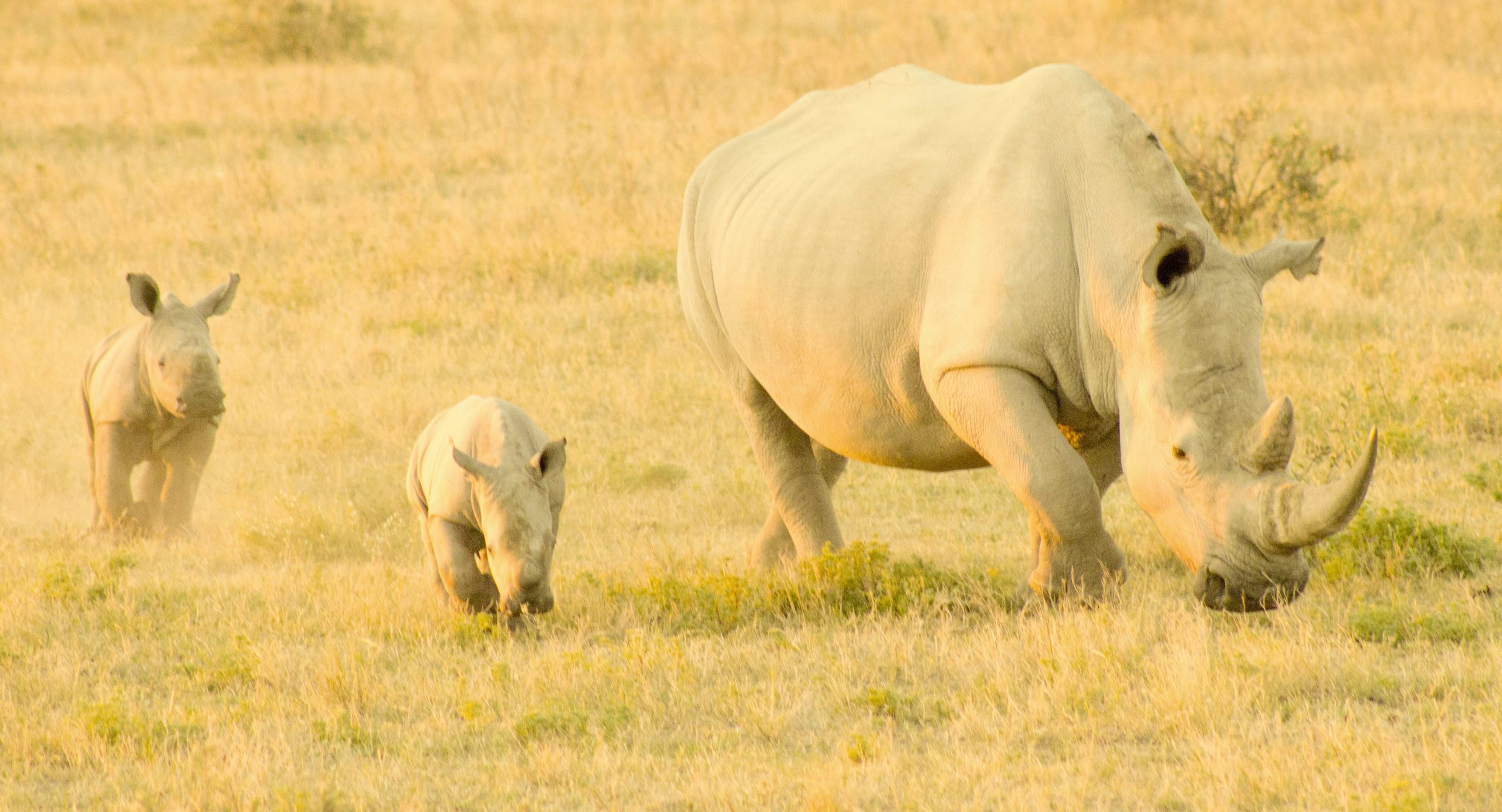 botswana rhino