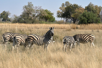 botswana wildlife safari