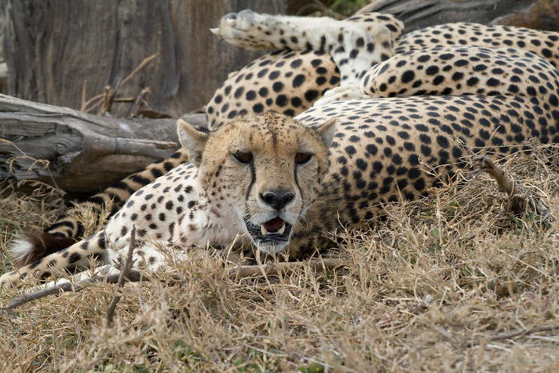 cheetah safari tanzania
