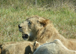 Durban Lion Safari