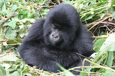 endangered mountain gorillas