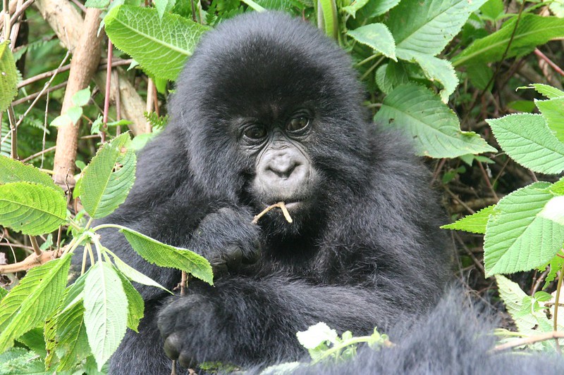 rwanda gorillas