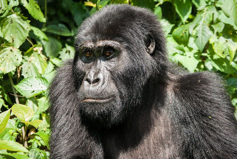 uganda gorillas