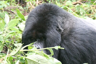 visiting mountain gorillas